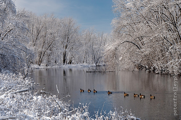 Ducks on the Concord River