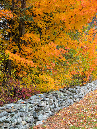 Stone Wall and Maples