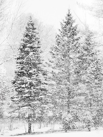 Hemlocks During a Snow Storm