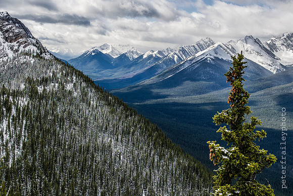 Endless Evergreens