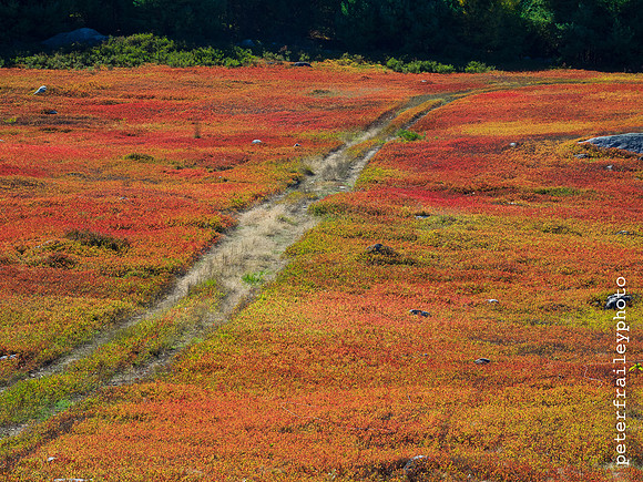 Blue Hill Blueberry Barrens