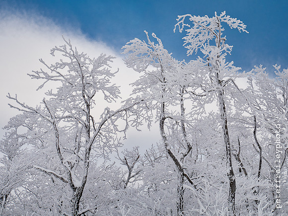 Hoar Frost on Trees