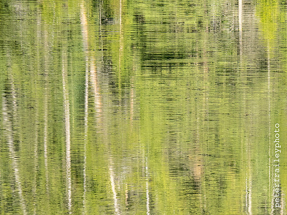 View of the Forest