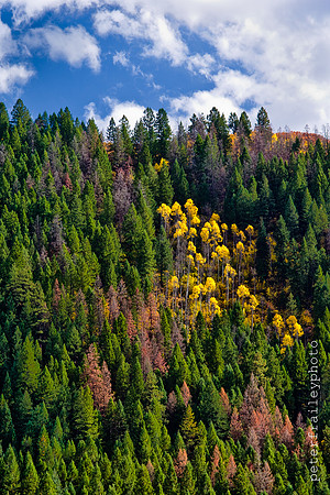 Conifers and Aspens
